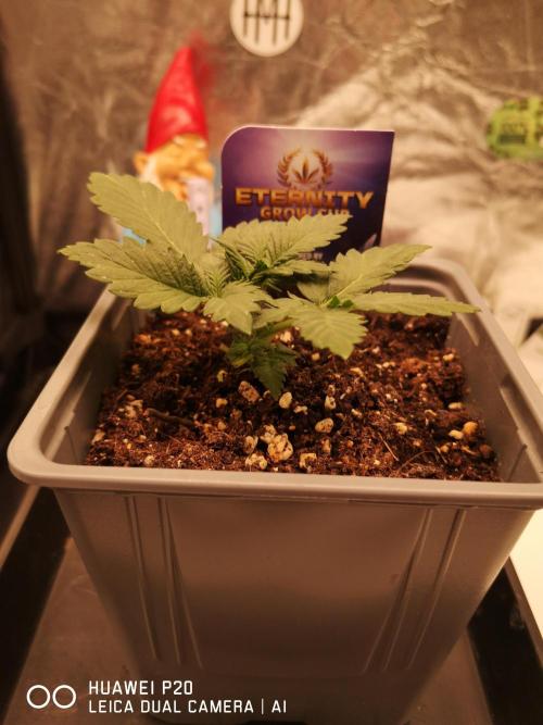 ETERNITY Grow Cup 2026 Bye Zamnesia 💚. Week 3