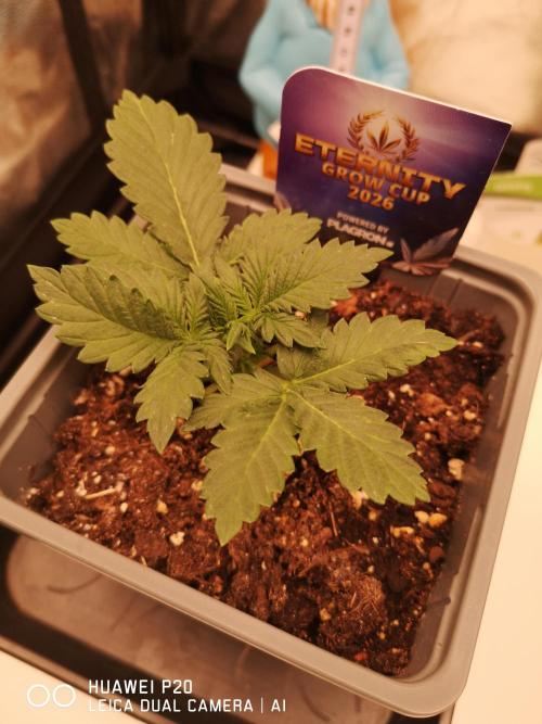 ETERNITY Grow Cup 2026 Bye Zamnesia 💚. Week 3