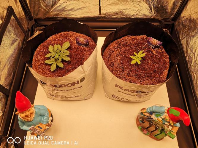 ETERNITY Grow Cup 2026 Bye Zamnesia 💚. Week 3 - Neue Schuhe neues Glück 😁 8 Liter mit living soil und Coco Deckschicht 