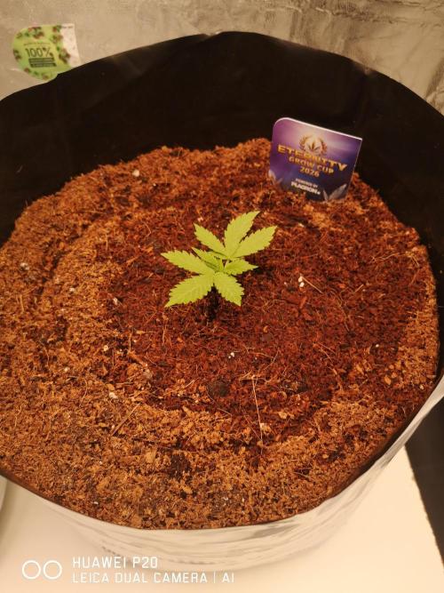 ETERNITY Grow Cup 2026 Bye Zamnesia 💚. Week 3 - Die kleine bekommt nur Coco Mal schauen was die noch so raushauen tut 🙂🌲