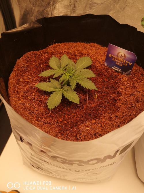 ETERNITY Grow Cup 2026 Bye Zamnesia 💚. Week 3