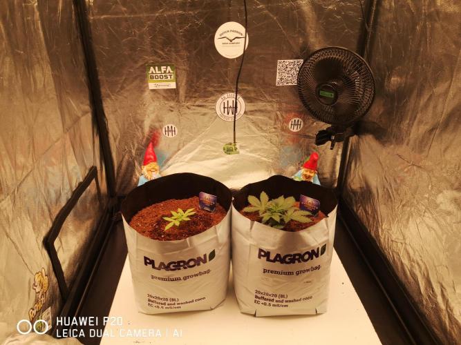 ETERNITY Grow Cup 2026 Bye Zamnesia 💚. Week 3