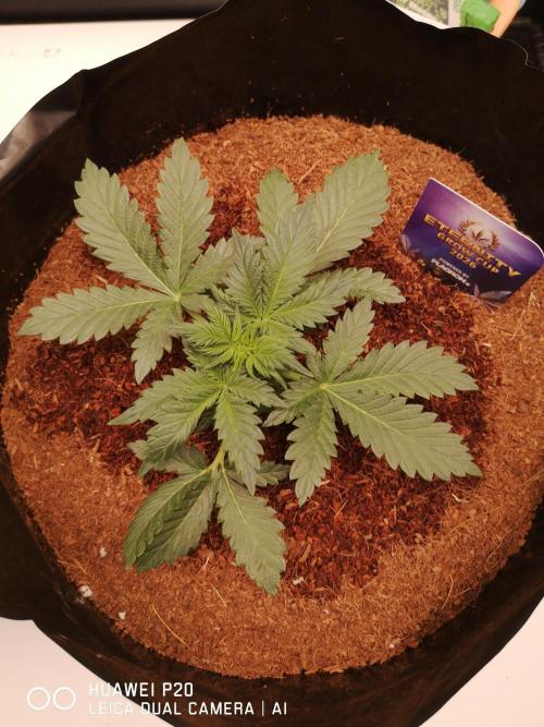 ETERNITY Grow Cup 2026 Bye Zamnesia 💚. Week 3 - 22.01.26 noch Fragen 💪