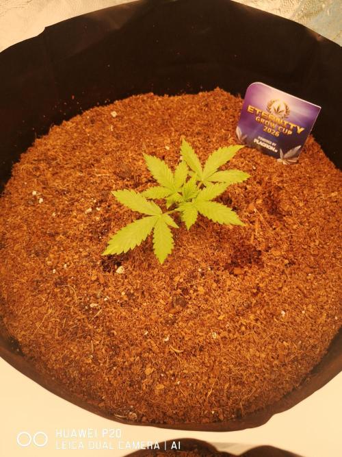 ETERNITY Grow Cup 2026 Bye Zamnesia 💚. Week 3