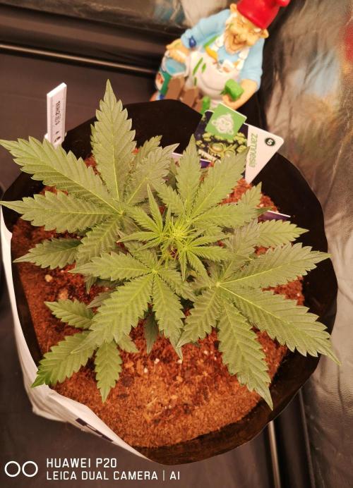 ETERNITY Grow Cup 2026 Bye Zamnesia 💚. Week 4