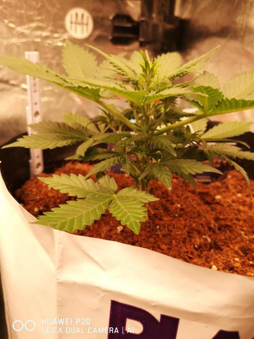 ETERNITY Grow Cup 2026 Bye Zamnesia 💚. Week 4