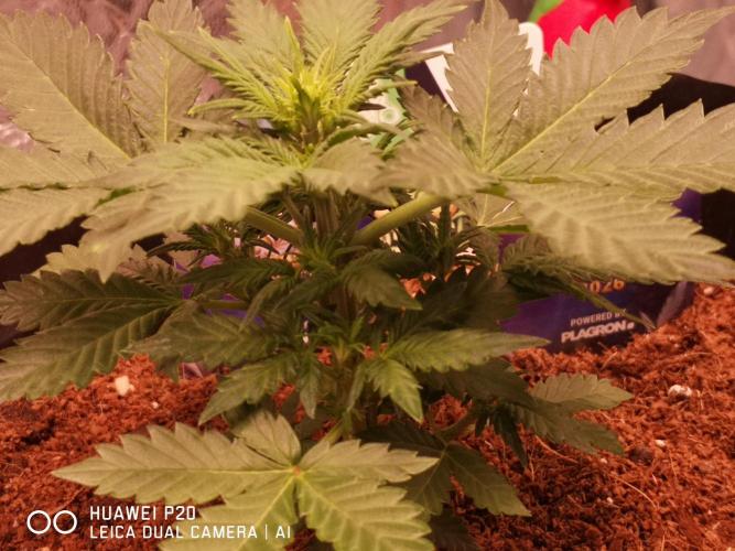 ETERNITY Grow Cup 2026 Bye Zamnesia 💚. Week 4