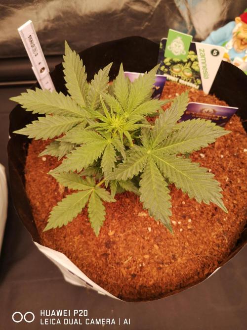 ETERNITY Grow Cup 2026 Bye Zamnesia 💚. Week 4