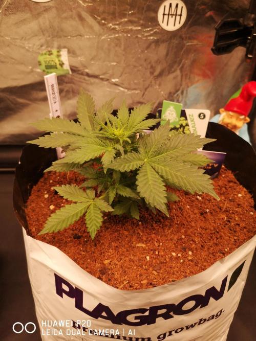 ETERNITY Grow Cup 2026 Bye Zamnesia 💚. Week 4