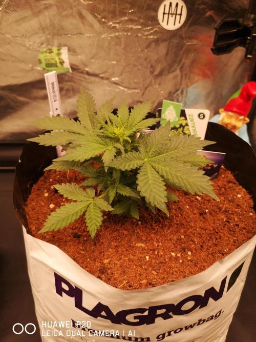 ETERNITY Grow Cup 2026 Bye Zamnesia 💚. Week 4