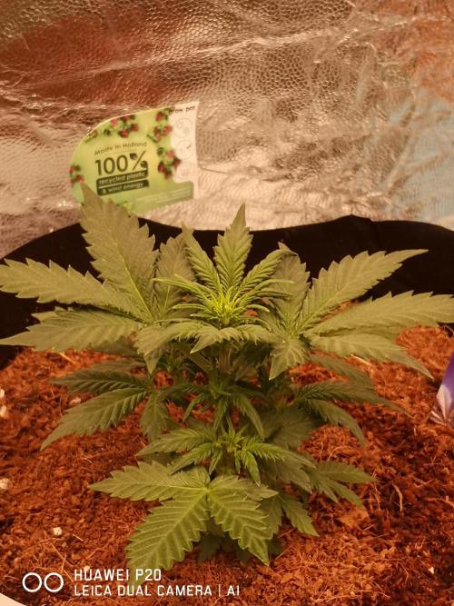 ETERNITY Grow Cup 2026 Bye Zamnesia 💚. Week 4