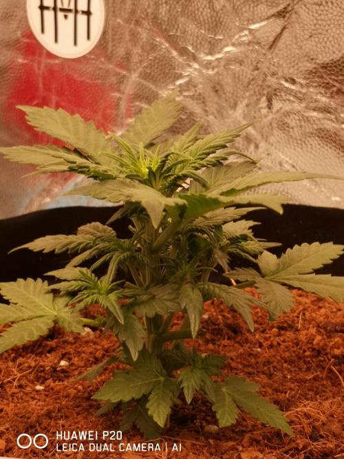 ETERNITY Grow Cup 2026 Bye Zamnesia 💚. Week 4