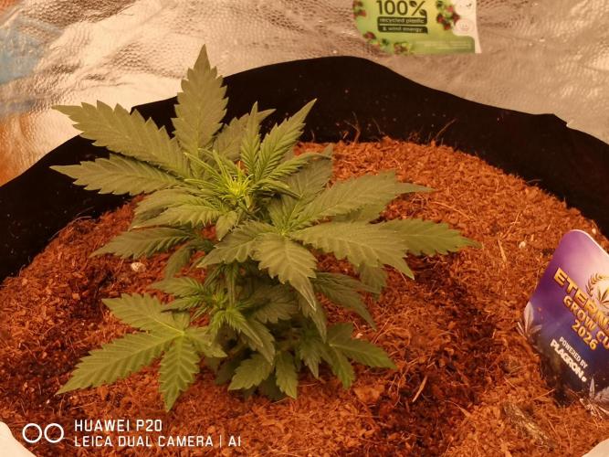 ETERNITY Grow Cup 2026 Bye Zamnesia 💚. Week 4