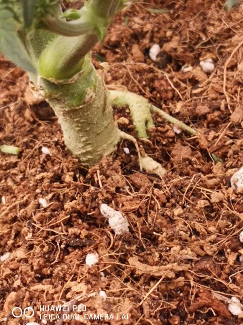 ETERNITY Grow Cup 2026 Bye Zamnesia 💚. Week 5