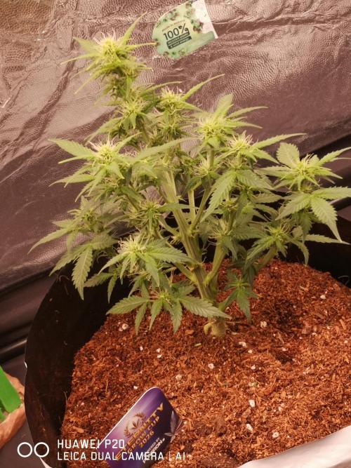 ETERNITY Grow Cup 2026 Bye Zamnesia 💚. Week 5