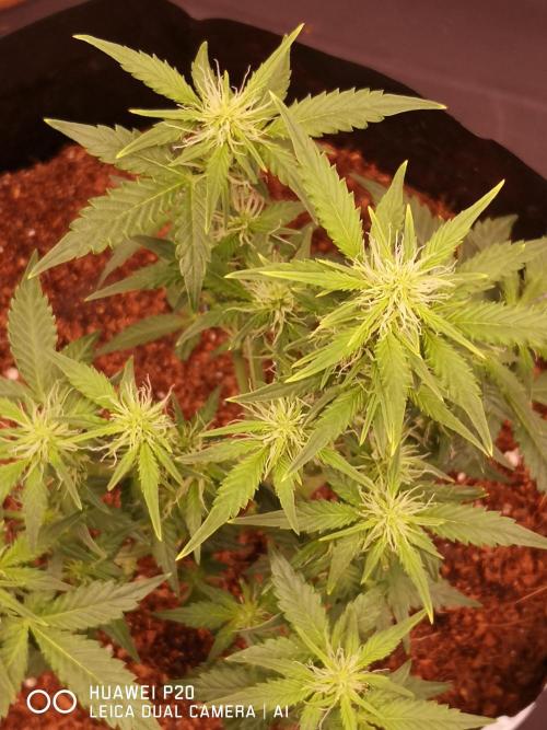 ETERNITY Grow Cup 2026 Bye Zamnesia 💚. Week 5