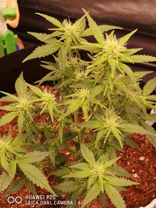 ETERNITY Grow Cup 2026 Bye Zamnesia 💚. Week 5