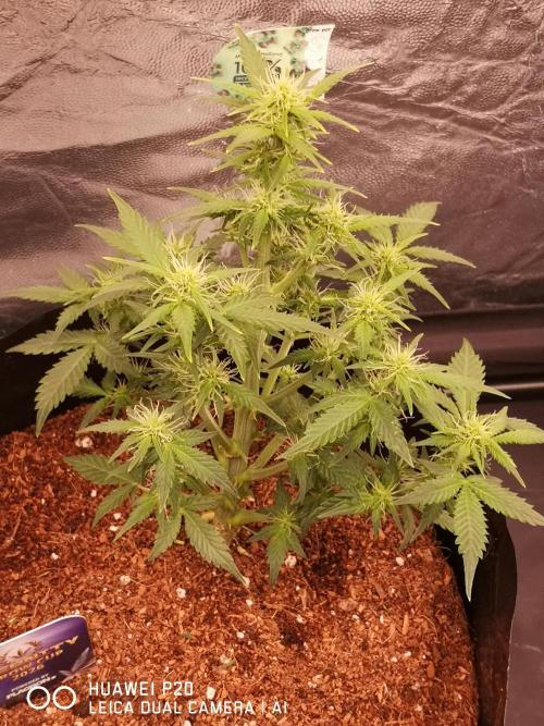 ETERNITY Grow Cup 2026 Bye Zamnesia 💚. Week 5