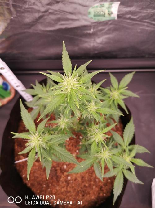 ETERNITY Grow Cup 2026 Bye Zamnesia 💚. Week 5