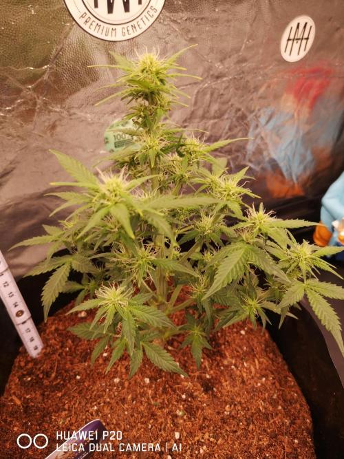 ETERNITY Grow Cup 2026 Bye Zamnesia 💚. Week 5