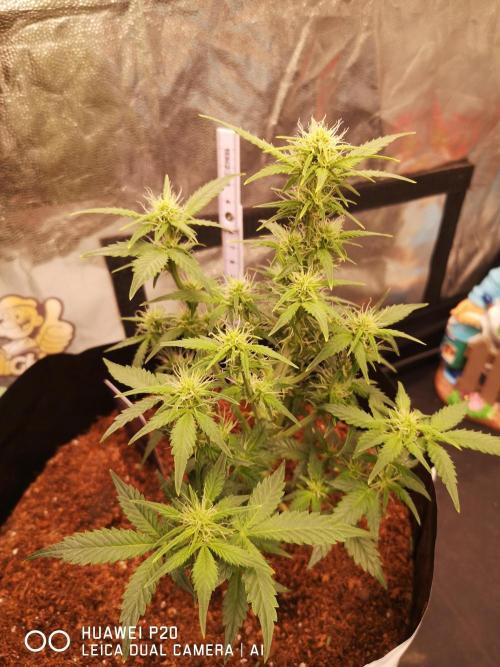 ETERNITY Grow Cup 2026 Bye Zamnesia 💚. Week 5