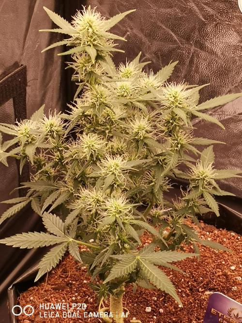 ETERNITY Grow Cup 2026 Bye Zamnesia 💚. Week 6