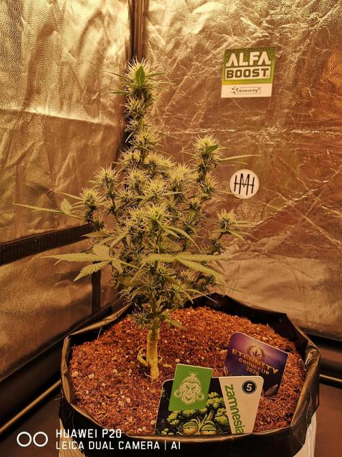 ETERNITY Grow Cup 2026 Bye Zamnesia 💚. Week 6