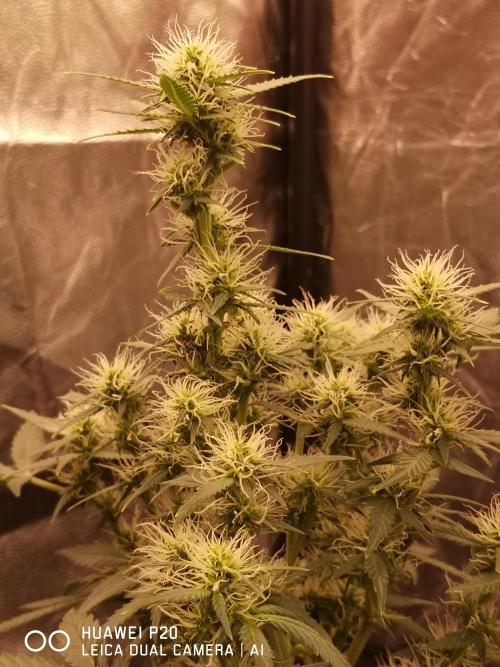 ETERNITY Grow Cup 2026 Bye Zamnesia 💚. Week 6