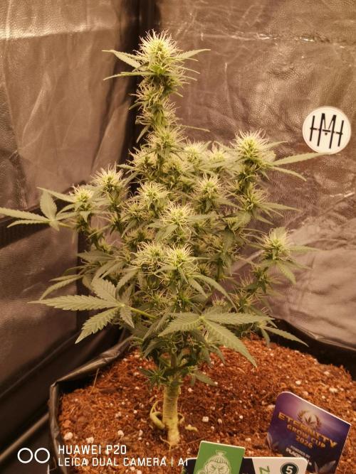 ETERNITY Grow Cup 2026 Bye Zamnesia 💚. Week 6