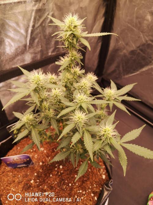 ETERNITY Grow Cup 2026 Bye Zamnesia 💚. Week 6