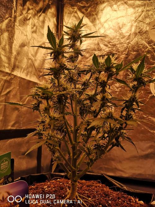 ETERNITY Grow Cup 2026 Bye Zamnesia 💚. Week 6