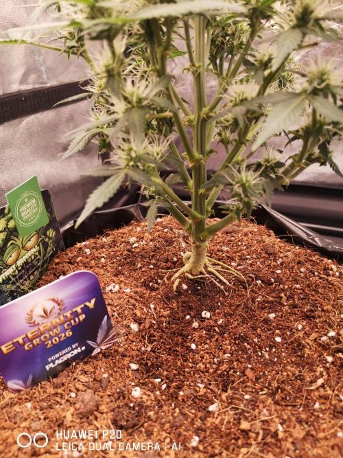 ETERNITY Grow Cup 2026 Bye Zamnesia 💚. Week 6