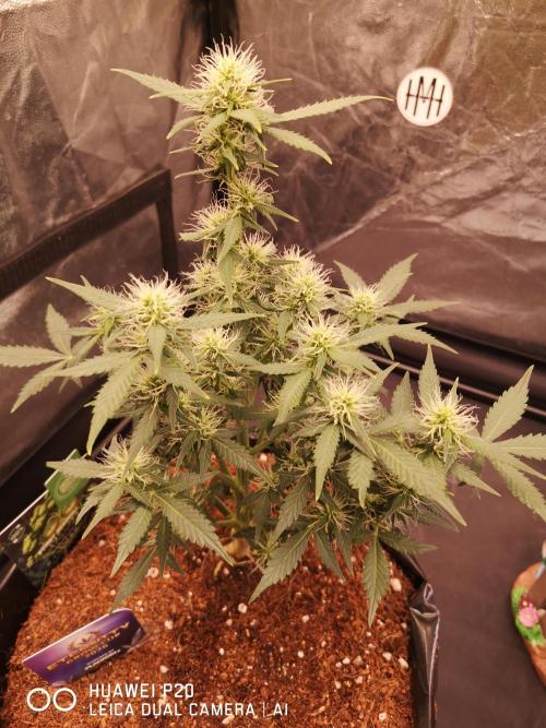 ETERNITY Grow Cup 2026 Bye Zamnesia 💚. Week 6