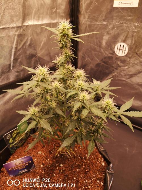 ETERNITY Grow Cup 2026 Bye Zamnesia 💚. Week 6