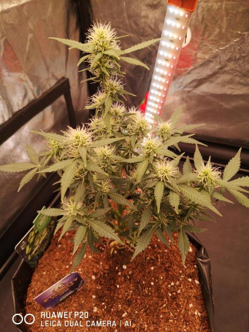 ETERNITY Grow Cup 2026 Bye Zamnesia 💚. Week 6