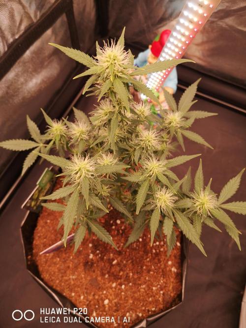 ETERNITY Grow Cup 2026 Bye Zamnesia 💚. Week 6