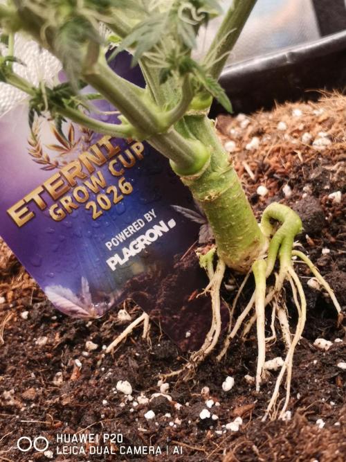 ETERNITY Grow Cup 2026 Bye Zamnesia 💚. Week 6