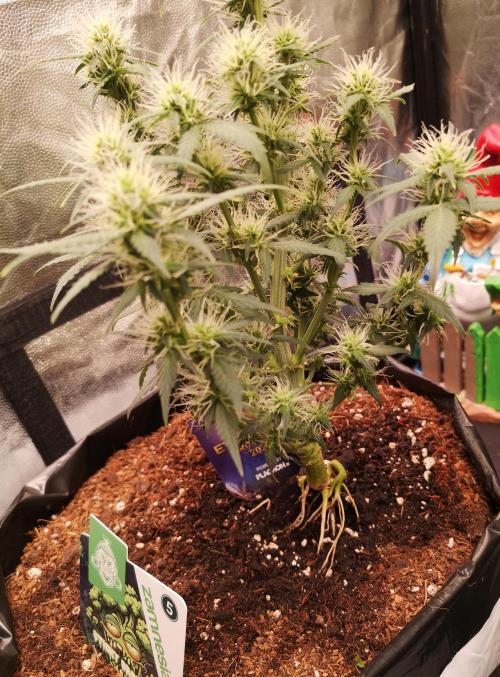 ETERNITY Grow Cup 2026 Bye Zamnesia 💚. Week 6