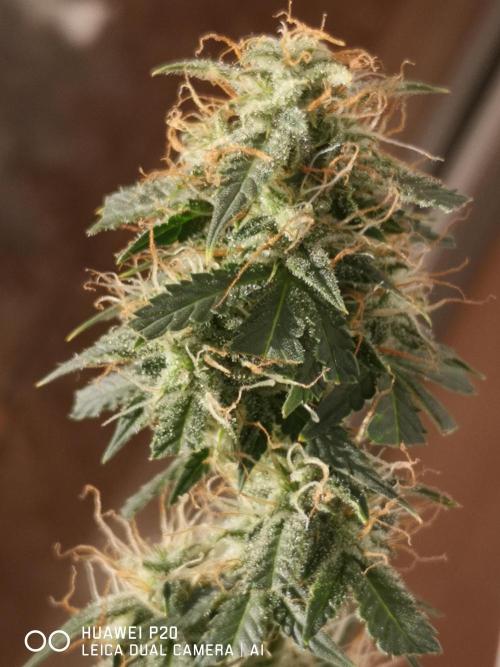 ETERNITY Grow Cup 2026 Bye Zamnesia 💚. Week 7