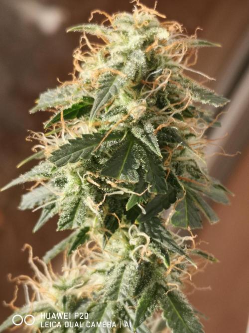 ETERNITY Grow Cup 2026 Bye Zamnesia 💚. Week 7