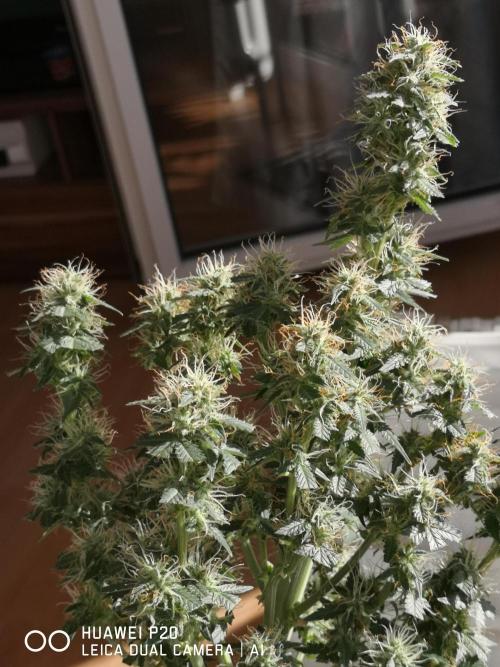 ETERNITY Grow Cup 2026 Bye Zamnesia 💚. Week 7