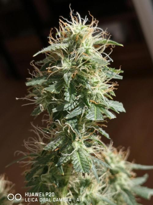 ETERNITY Grow Cup 2026 Bye Zamnesia 💚. Week 7