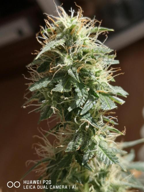 ETERNITY Grow Cup 2026 Bye Zamnesia 💚. Week 7