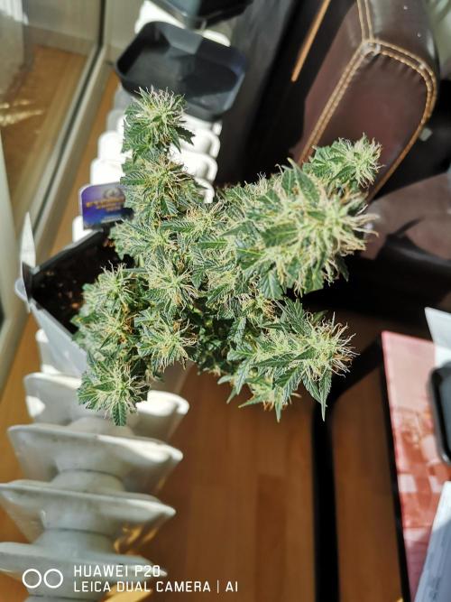 ETERNITY Grow Cup 2026 Bye Zamnesia 💚. Week 7
