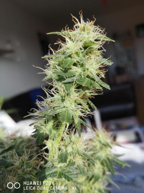 ETERNITY Grow Cup 2026 Bye Zamnesia 💚. Week 7