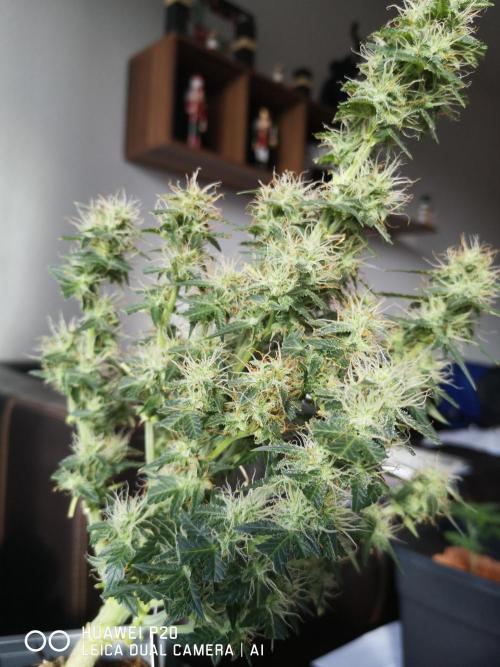 ETERNITY Grow Cup 2026 Bye Zamnesia 💚. Week 7