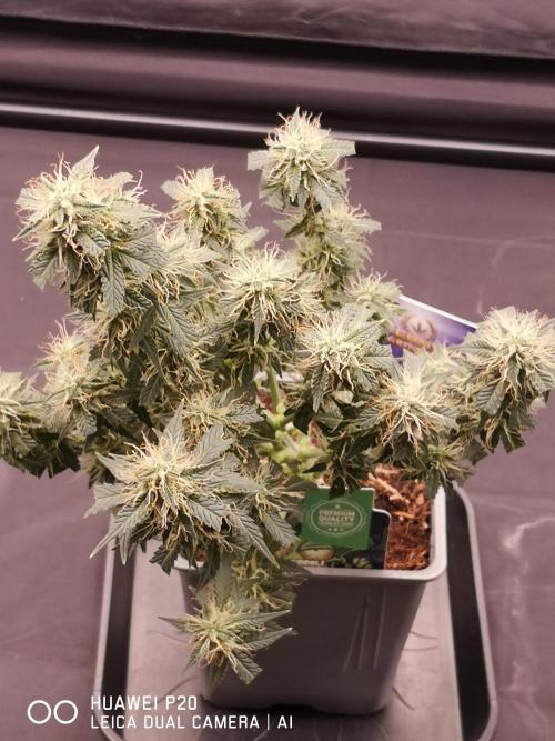 ETERNITY Grow Cup 2026 Bye Zamnesia 💚. Week 7