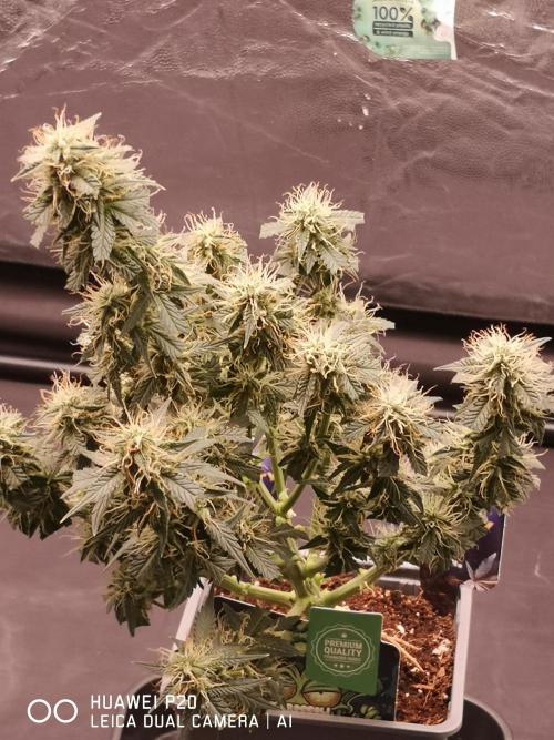 ETERNITY Grow Cup 2026 Bye Zamnesia 💚. Week 7