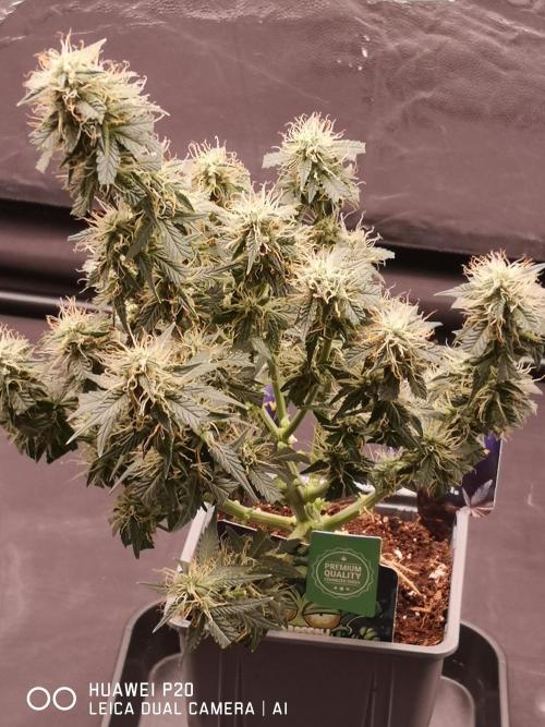 ETERNITY Grow Cup 2026 Bye Zamnesia 💚. Week 7