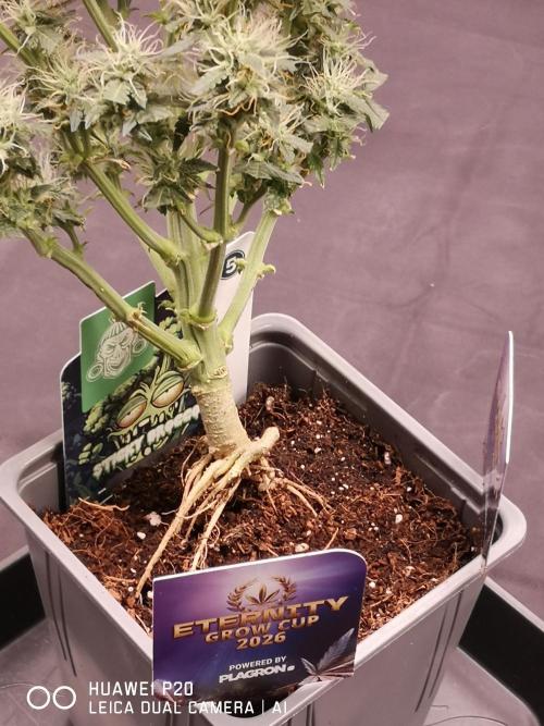 ETERNITY Grow Cup 2026 Bye Zamnesia 💚. Week 7
